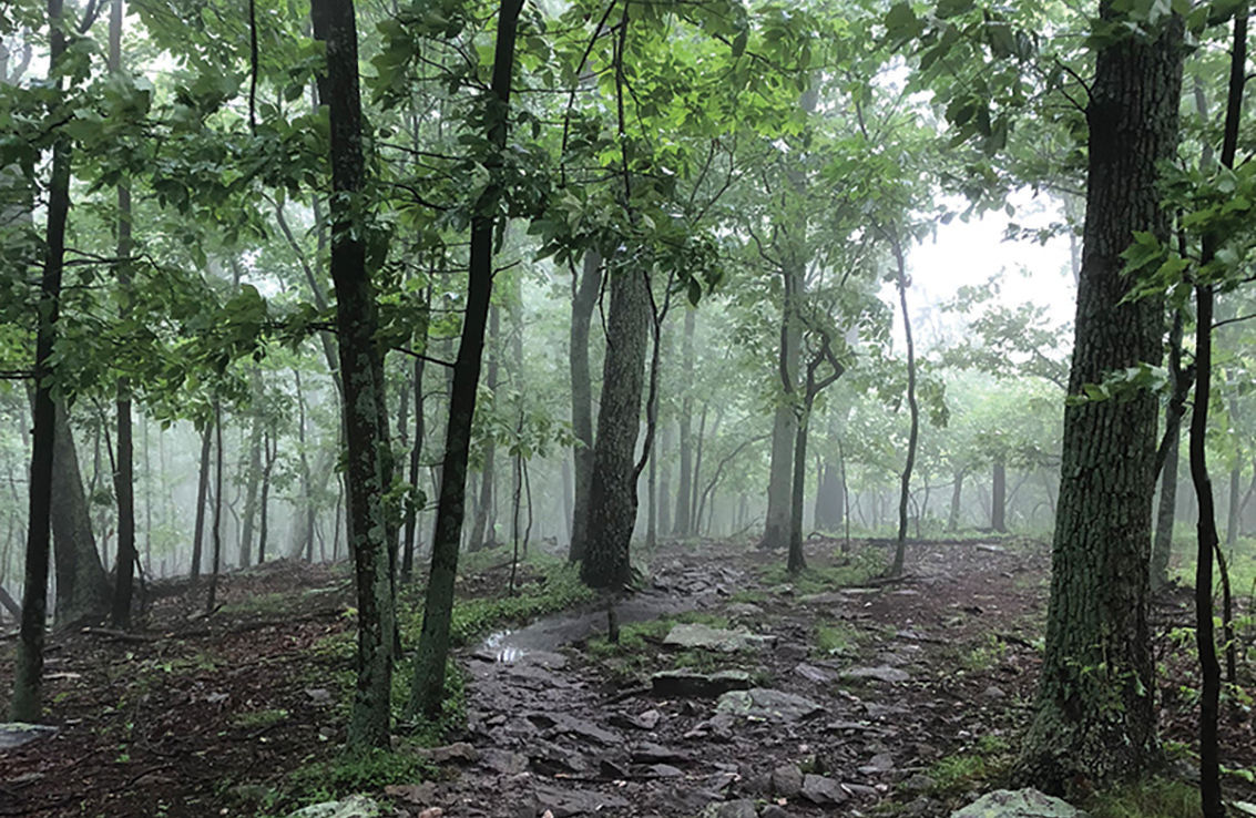 Appalachian Trail in mist